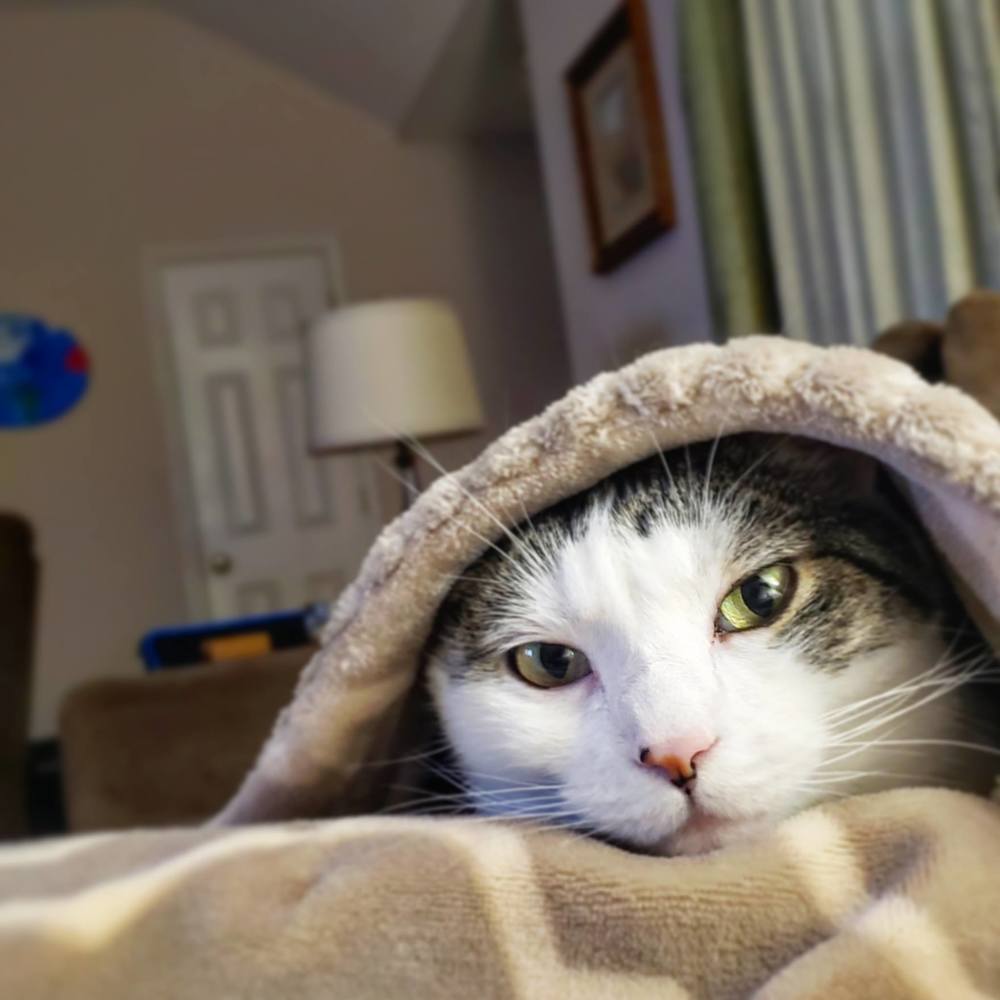 Meet your Posher, Shane